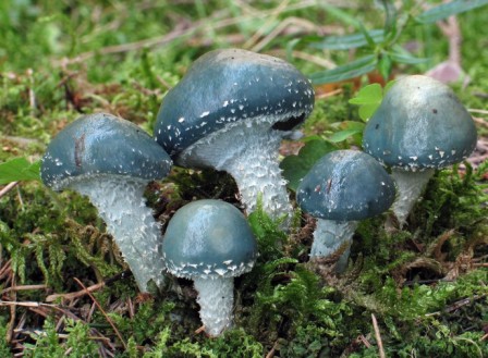   - Stropharia aeruginosa 